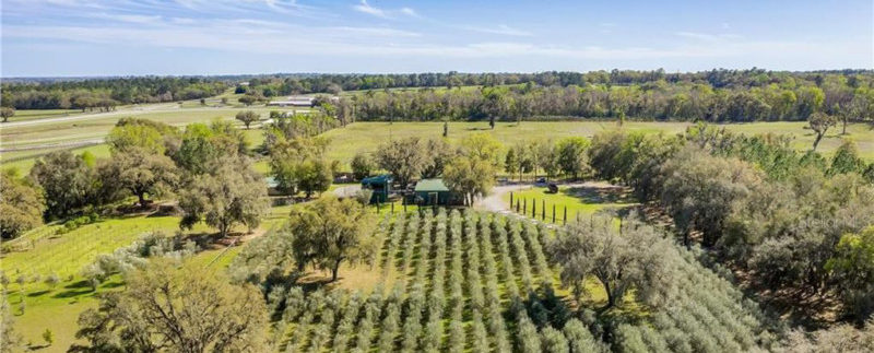 Can A Buyer Extract Delicious Value From This 11 9m Olive Farm In