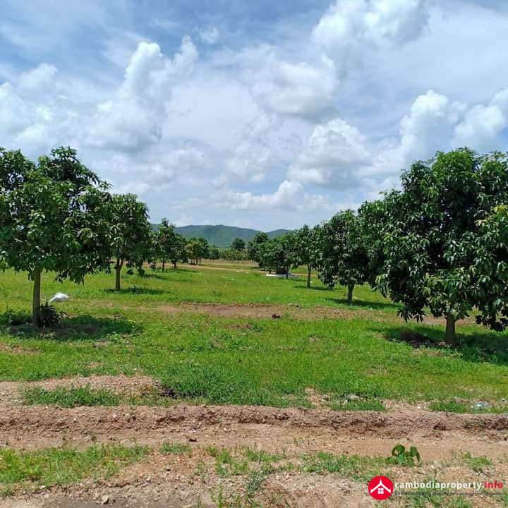 ចំការស្វាយលក់ Mango Farm for SALES Cambodia Property Upload Free