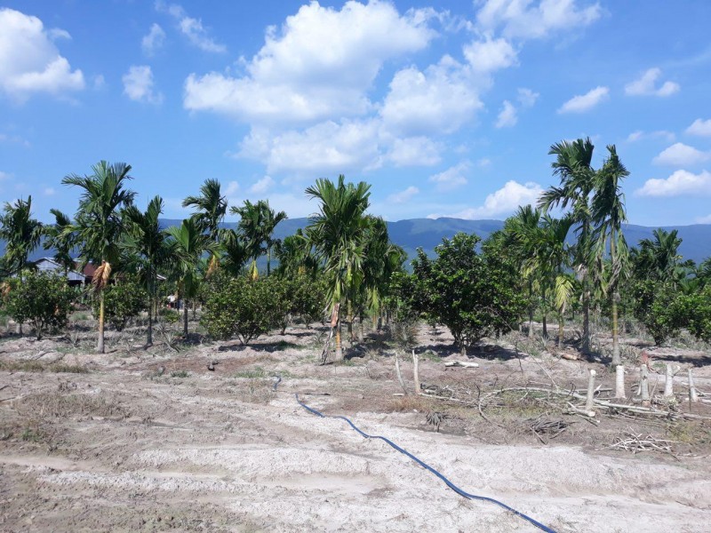 15/m2 Fruit Farm For sale in Sihanoukville SihanoukVille Cambodia