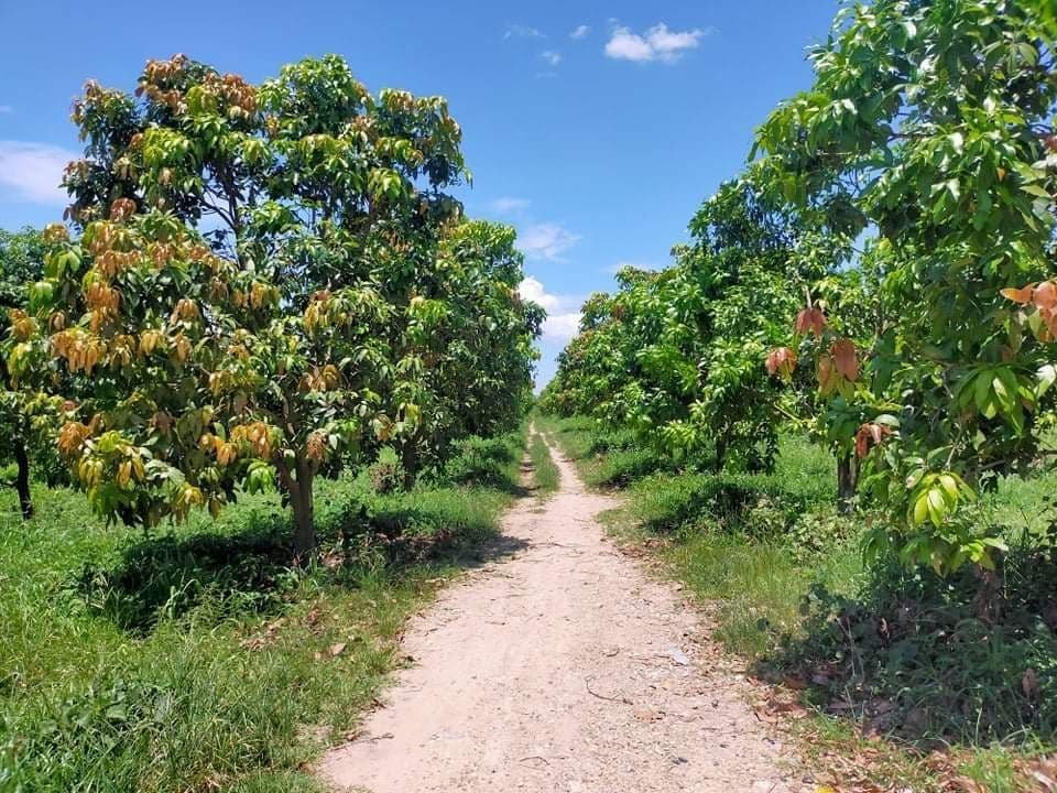 Land Mangoes Farm For Sale at Oral District, Kampong Speu province
