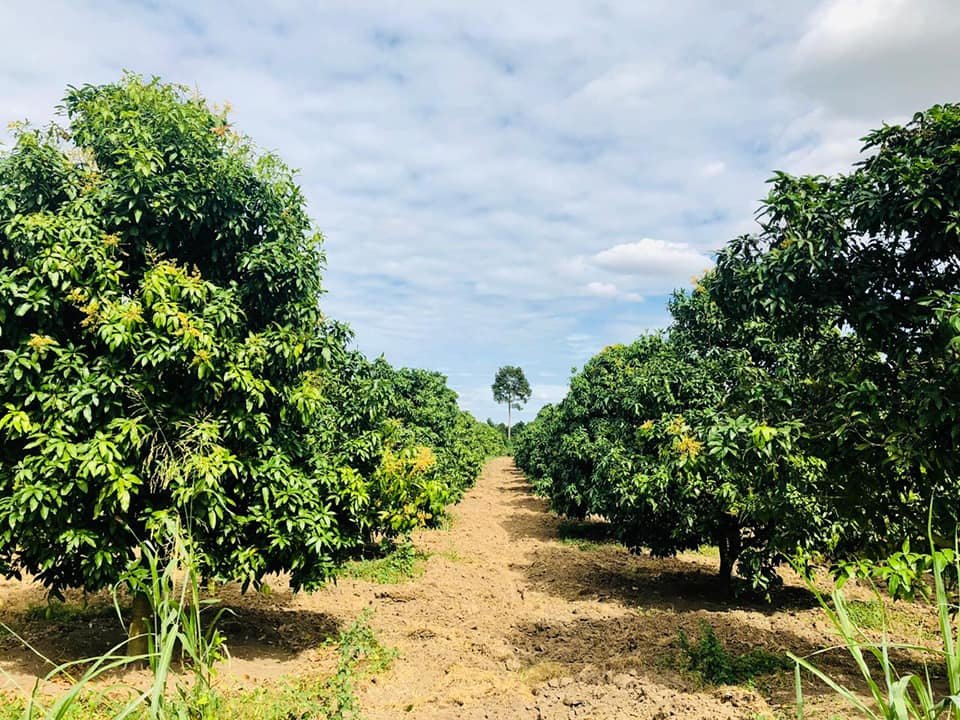 Land Mangoes Farm For Sale At Kampong Speu province Land Haong Samnam